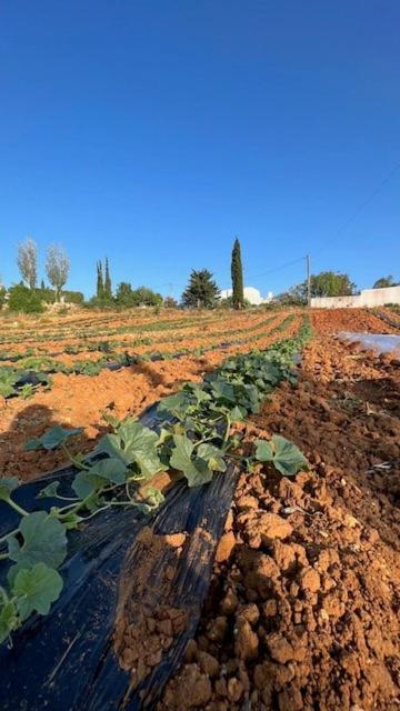 فيلا Casa Luz جويا المظهر الخارجي الصورة